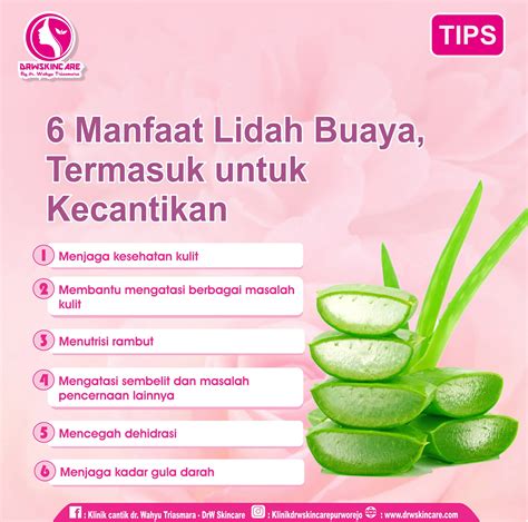 Manfaat Aloe vera untuk Kulit: